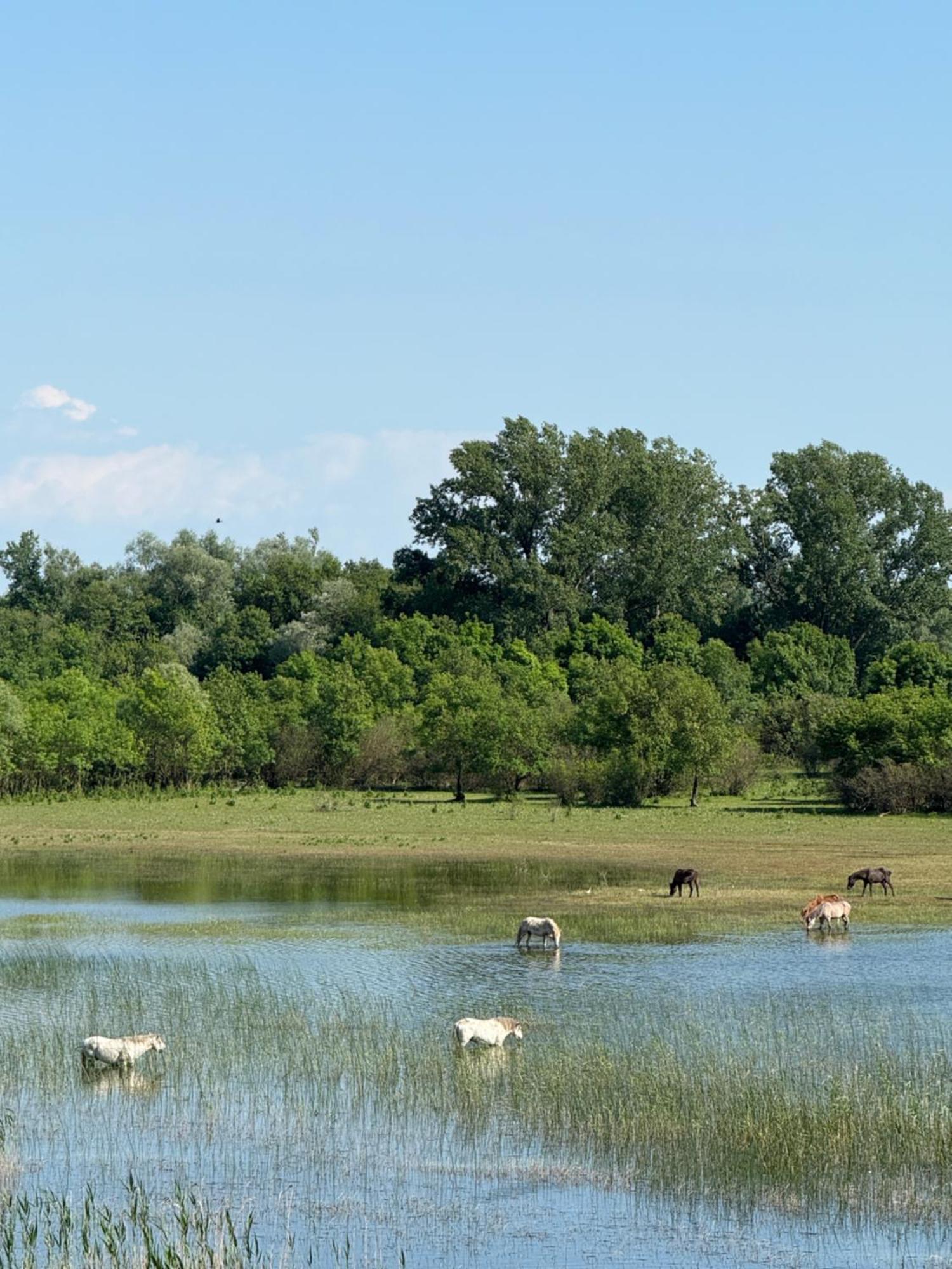 Lake Skadar Paradise Dodosi Luaran gambar
